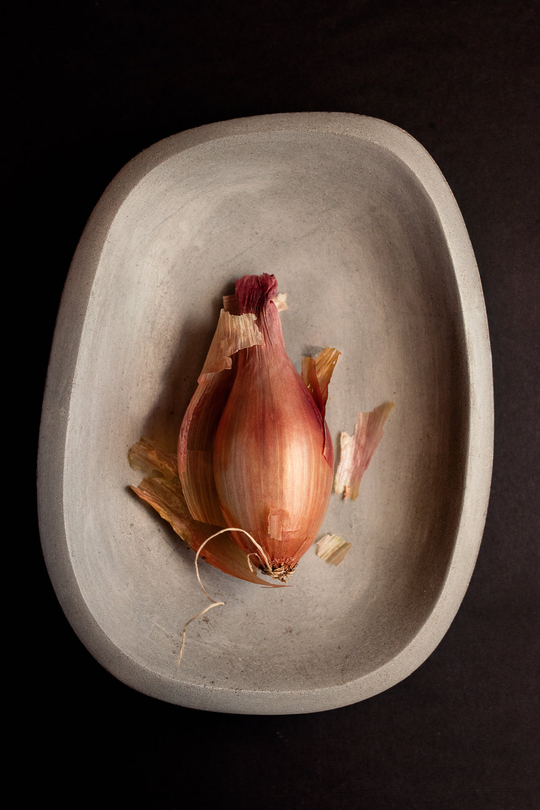 Fine Art Print | Shallot